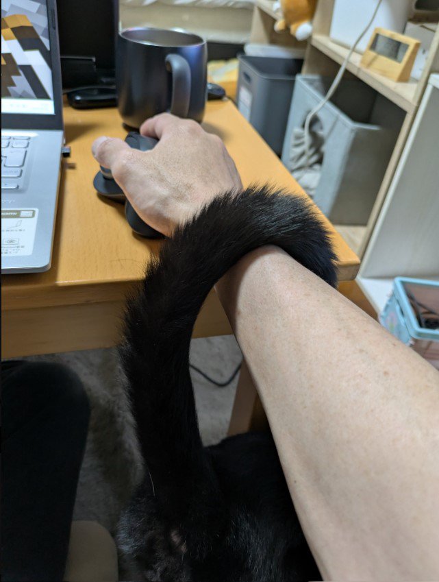 人の腕と猫のしっぽ