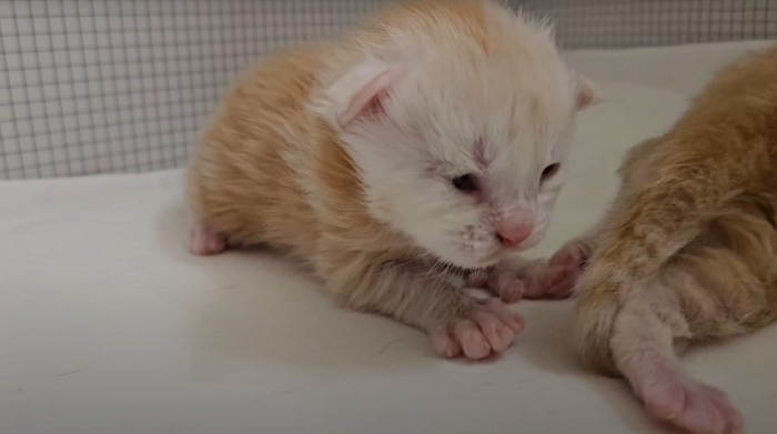 目が開いた子猫