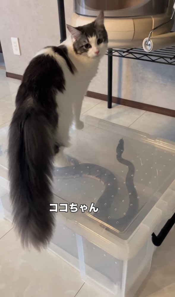 振り向く猫