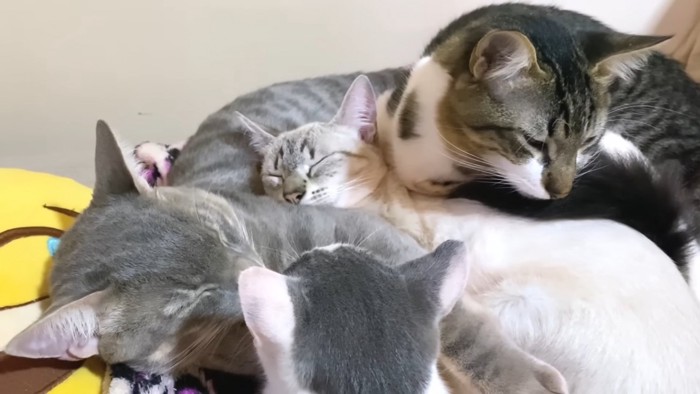 くっつく猫たち