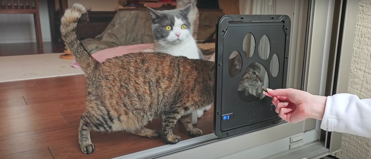 扉をくぐろうとしている猫