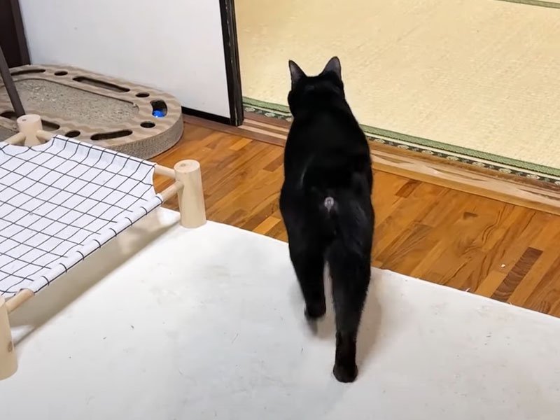 犬についていく猫