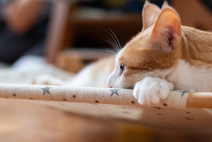 休憩中の猫の横顔