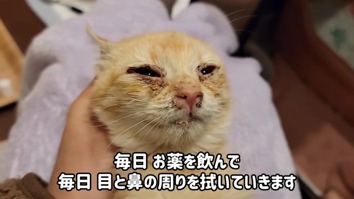 子猫の顔