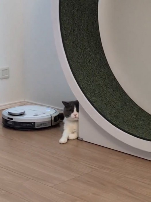 目を丸くして満足気な顔の猫