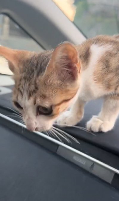 保護された子猫