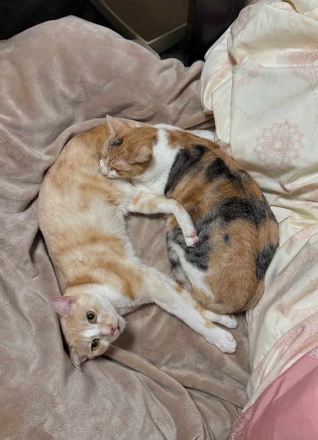 布団の上で寝ている2匹の猫