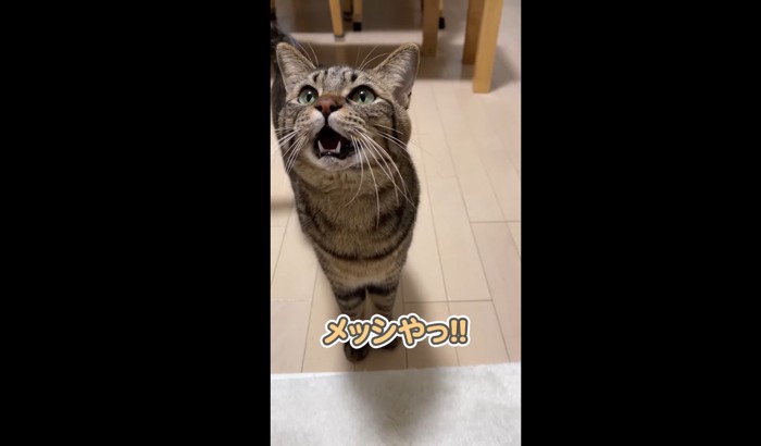 見上げて口を開ける猫（メッシやっ!!）