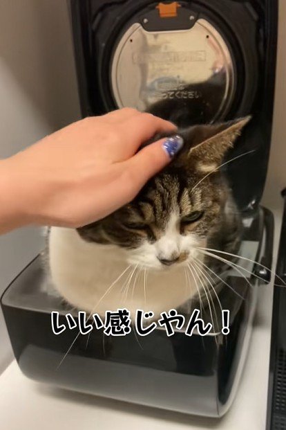 褒められる猫