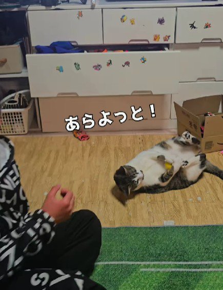 キャッチボールをする男の子と猫