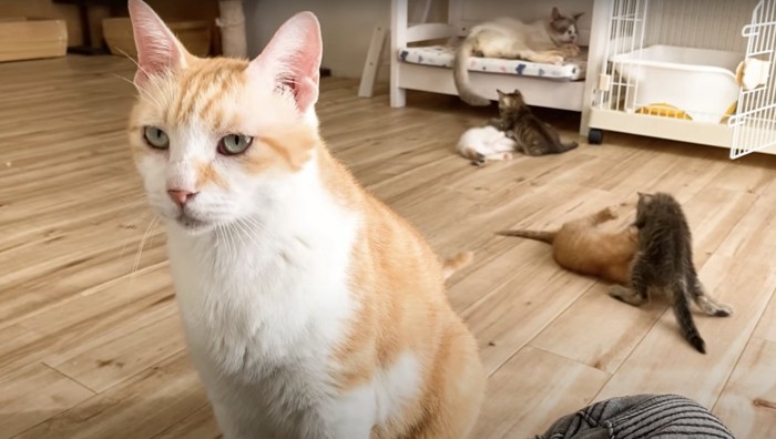 飼い主さんの前に座るむぎくん:僕も甘えたいですと訴えているような眼差し・・・