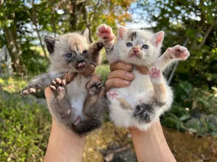 2匹の子猫