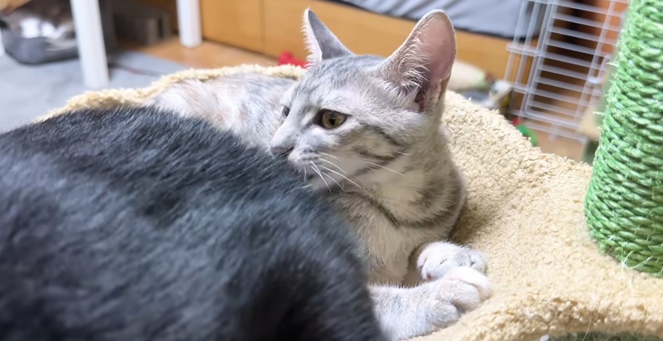 黒猫を舐めるシルバータビー