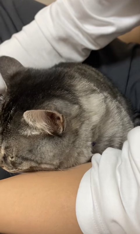 膝の上に乗っている画面左側を見つめる猫