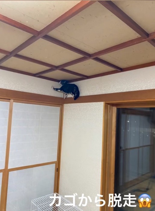 脱走する猫
