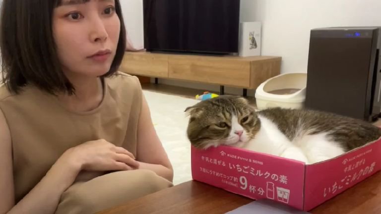 箱に入っている猫