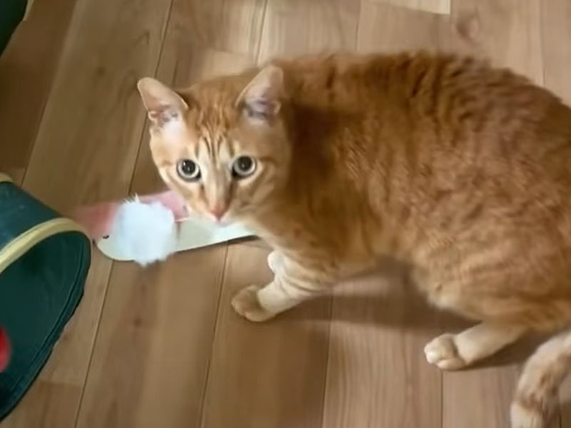 おもちゃに集まる猫