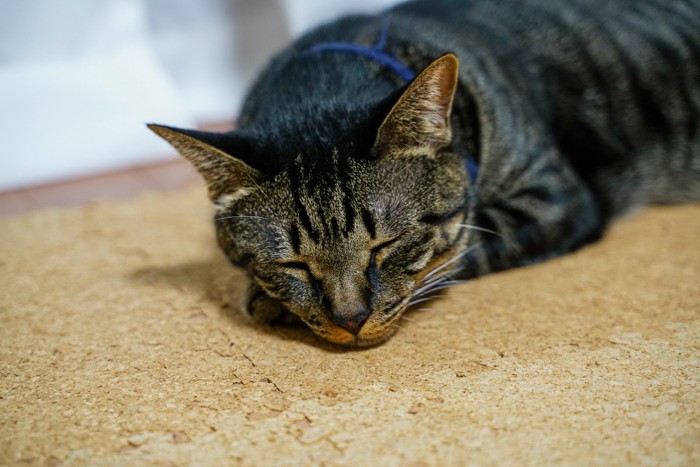 床で寝ているキジトラ猫