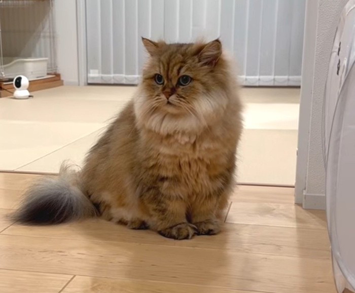 茶色猫