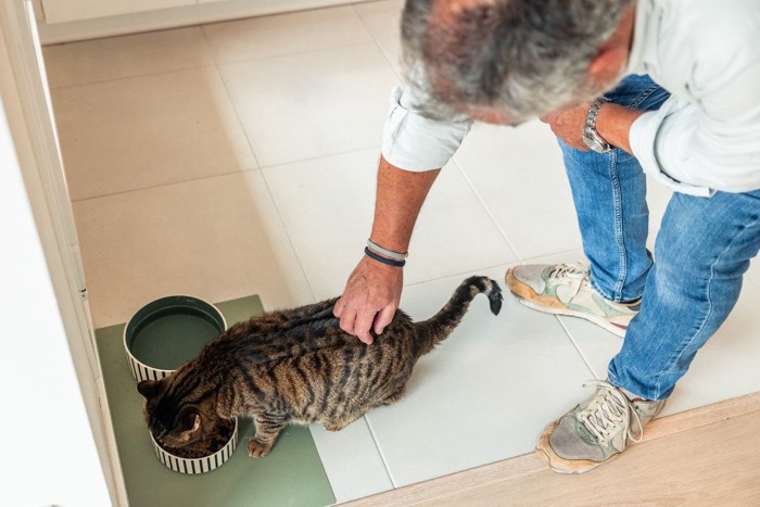 ご飯を食べる猫と男性