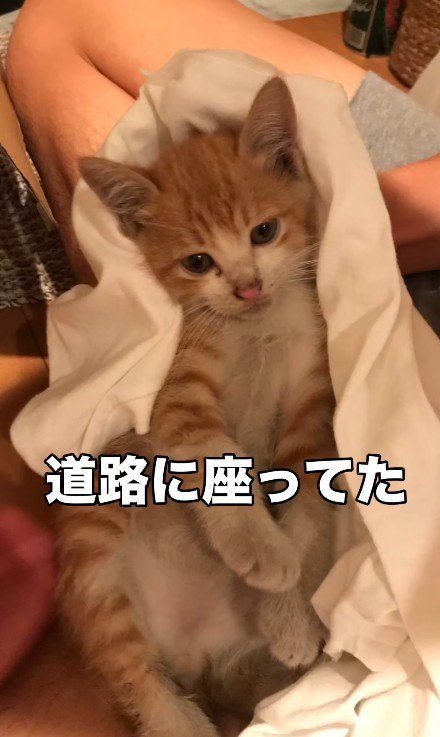 タオルにくるまれた猫