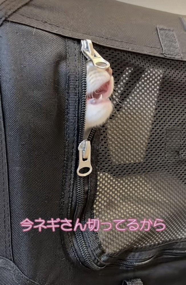 猫用キャリーから顔を出して鳴く子猫