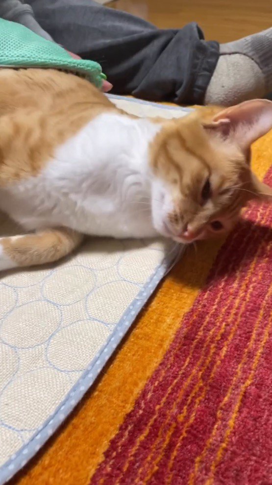 男性にグルーミングされてうっとりした表情の猫