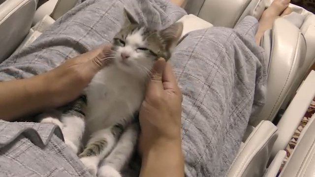 両腕に抱かれ目を細める猫