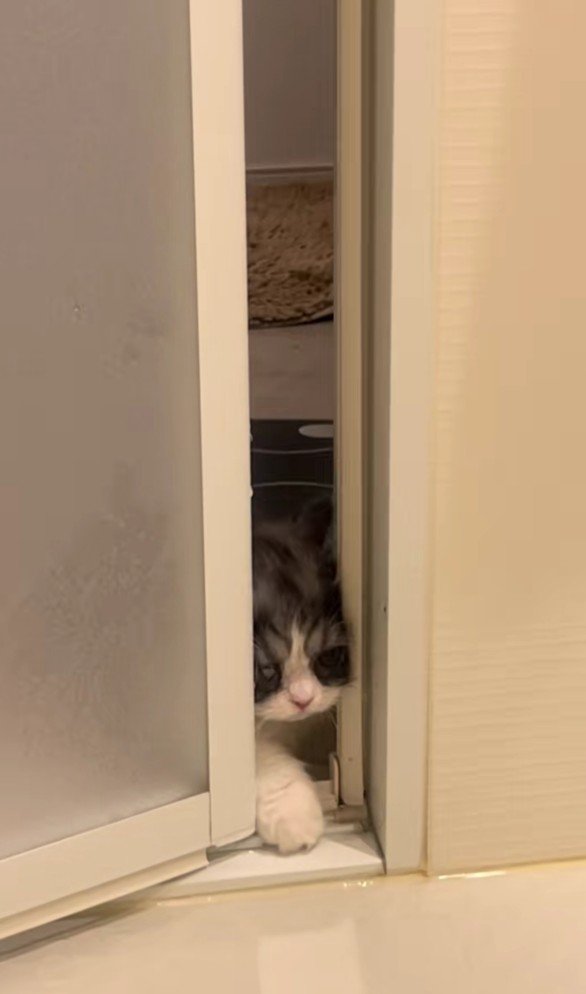 バスルームに入ろうとするトトロちゃん