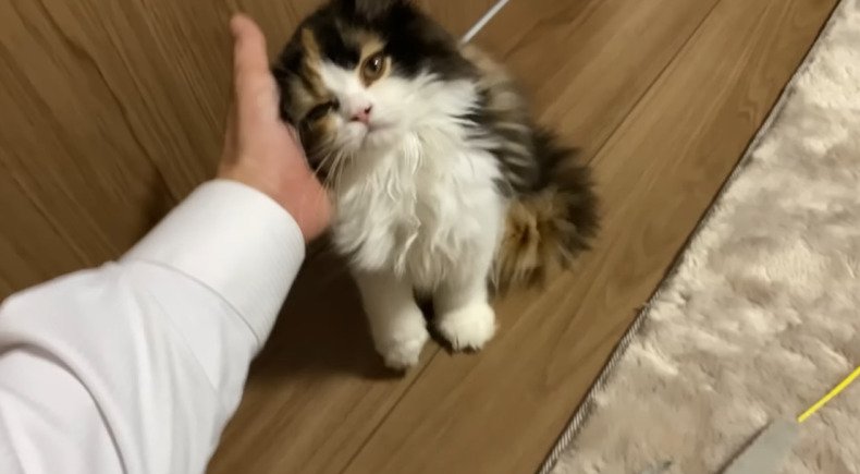 顔を撫でられる子猫