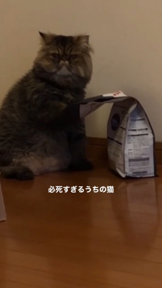 こちらをしっかりと見つめるぽちゃちゃん