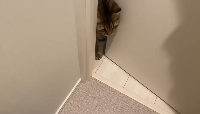 隙間から顔と前足