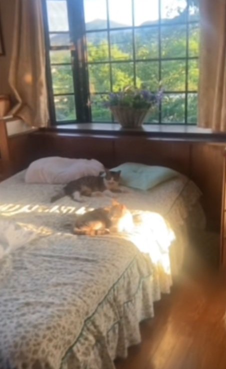 ベッドの上でくつろぐ2匹の猫