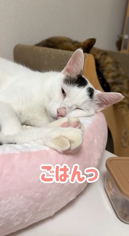 猫に声を掛ける飼い主