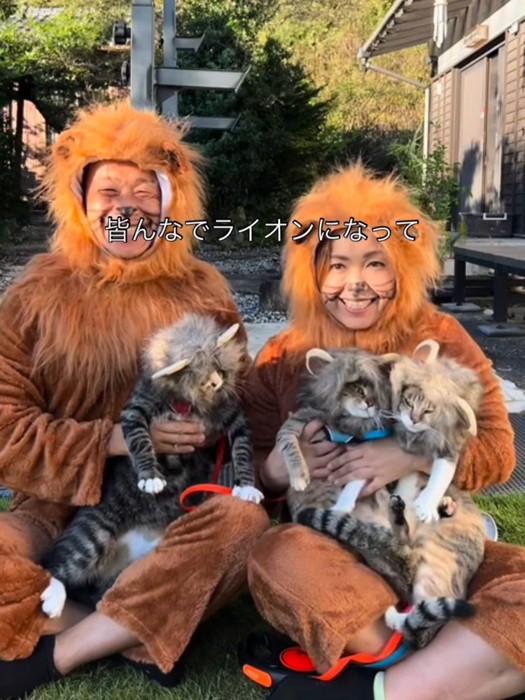 ライオンの格好をした人と猫たち