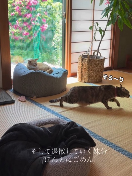 低くなって逃げる猫