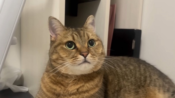 目を丸くする猫