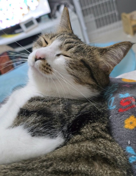 目を閉じて上を向く猫