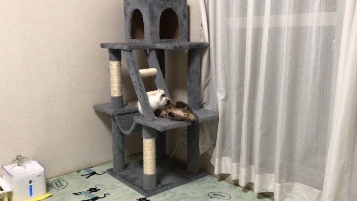 タワーでじゃれ合い