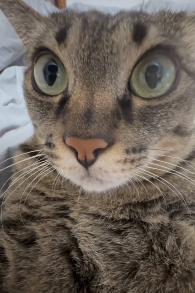 さらに目を見開く猫