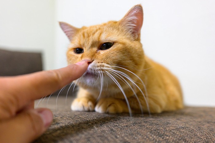 指を嗅ぐ猫