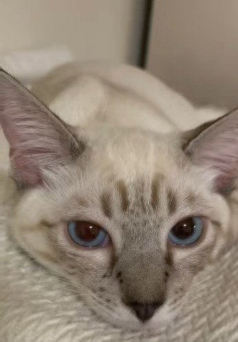 横になっている猫