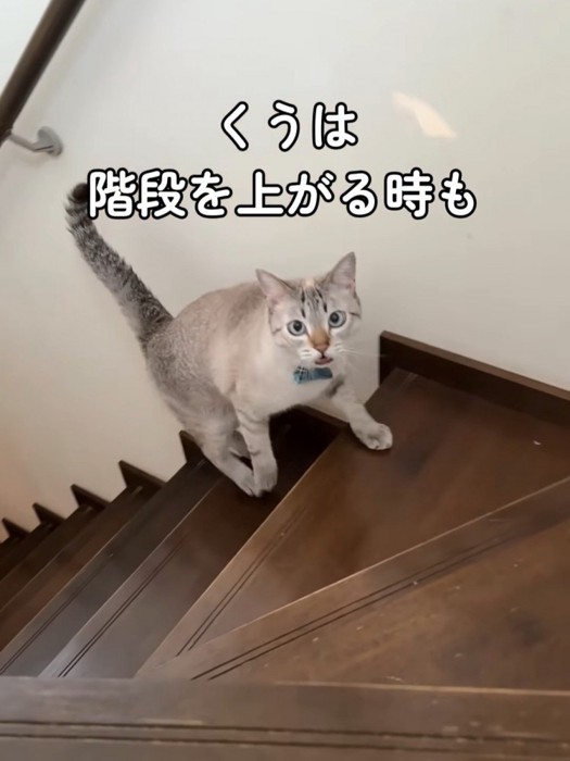 鳴きながら階段を上ってくる猫