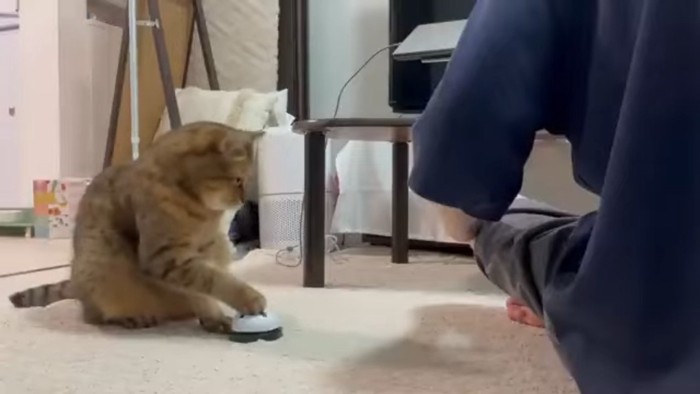 右前足でタッチ