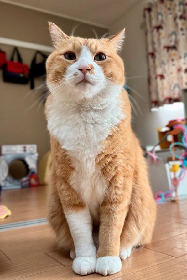 床の上に座る猫