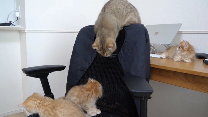 背もたれから舌を伺うちゃぼさん