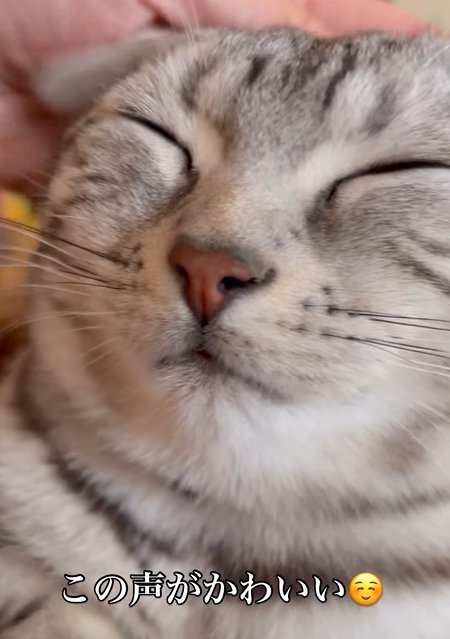 目を瞑る猫と頭をなでる人の手(この声が可愛い)