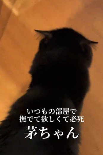 歩いている猫