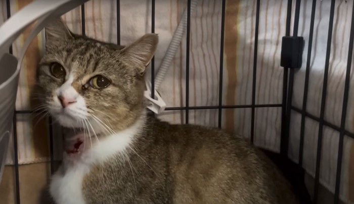 ケージの隅でカメラを見つめる猫