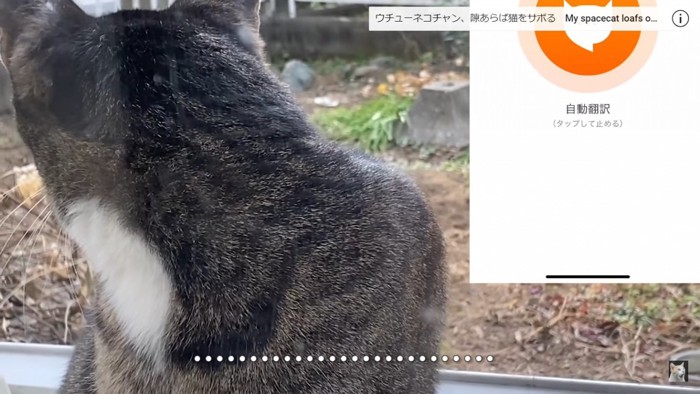 振り返る猫